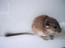 Plains viscacha rat httpsuploadwikimediaorgwikipediacommonsthu
