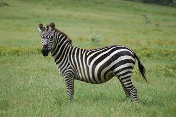 Plains zebra Plains Zebra The Animal Files