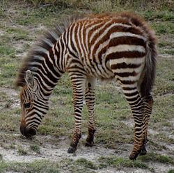 Plains zebra - Wikipedia