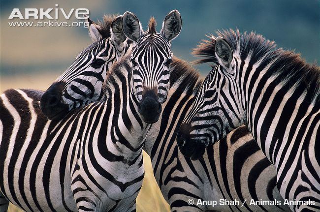 Plains zebra Plains zebra videos photos and facts Equus quagga ARKive