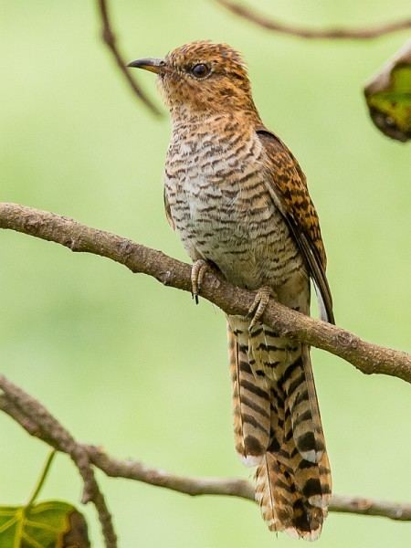 Plaintive cuckoo orientalbirdimagesorgimagesdataplaintivecucko