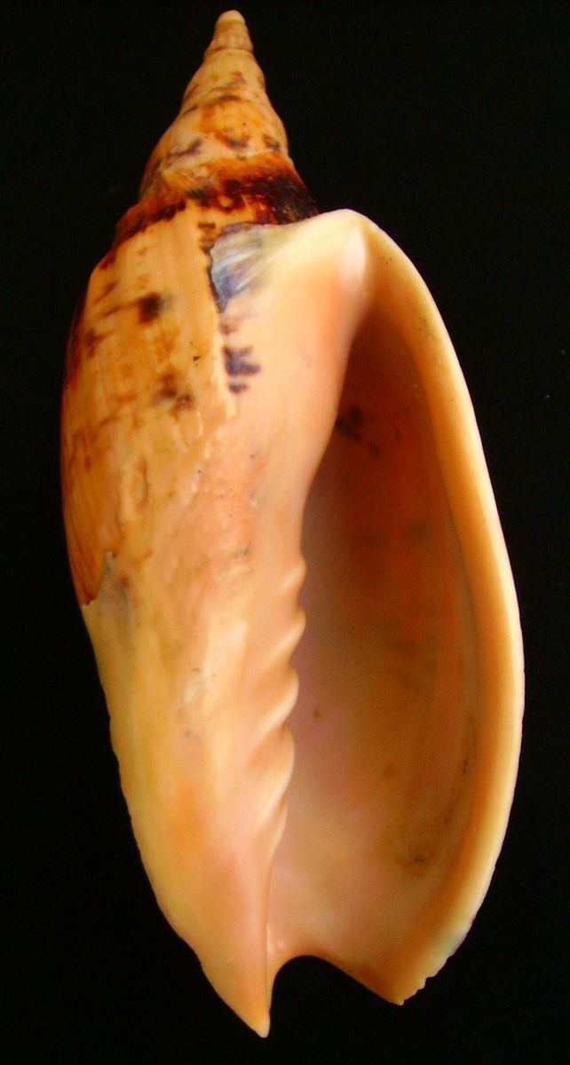 Plait (gastropod)