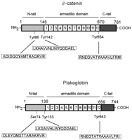 Plakoglobin Tyrosine Phosphorylation of Plakoglobin Causes Contrary Effects on