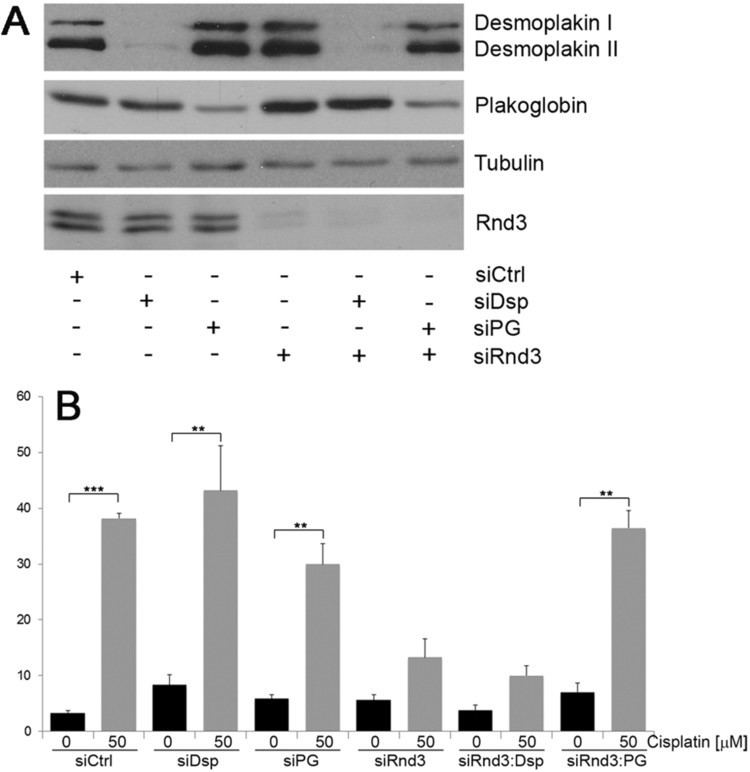 Plakoglobin Plakoglobindependent regulation of keratinocyte apoptosis by Rnd3
