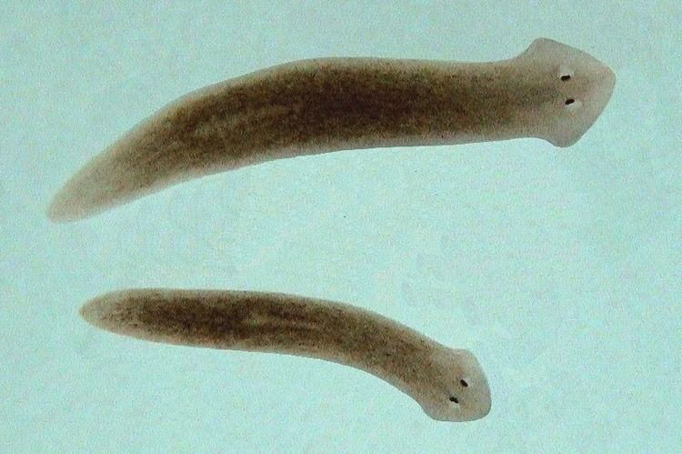 Planarian Pet Planarians They Don39t Die I Science