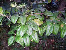 Planchonella queenslandica httpsuploadwikimediaorgwikipediacommonsthu