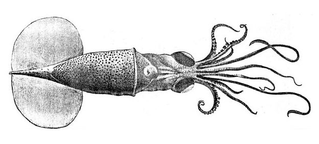 Planctoteuthis danae