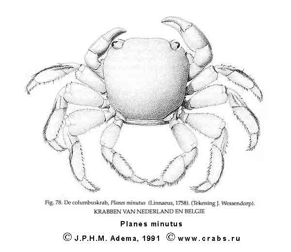 Planes minutus Crabs of Russia crab Planes minutus Linnaeus 1758 Decapoda