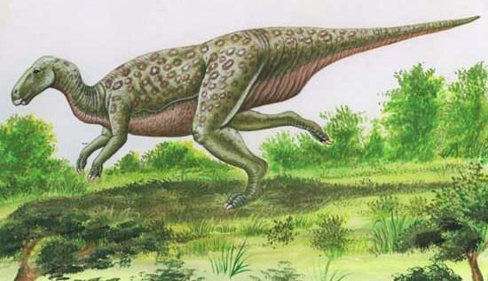 Planicoxa imagesdinosaurpicturesorgPlanicoxa74ebjpg