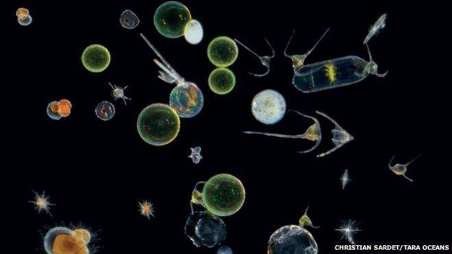 Plankton Ocean39s hidden world of plankton revealed in 39enormous database