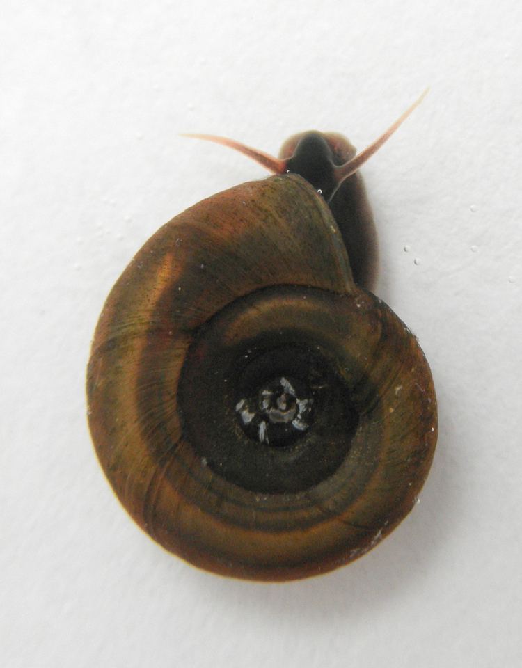 Planorbis planorbis Planorbis planorbis gastropods