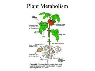 Plant secondary metabolism thumbsslideservecom1268407jpg
