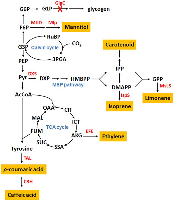 Plant secondary metabolism Frontiers Cyanobacteria as Cell Factories to Produce Plant