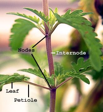 Plant stem