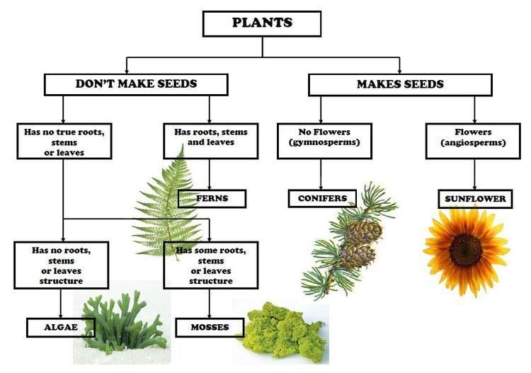 Plant taxonomy Plant Classification Chart Iman39s HomeSchool