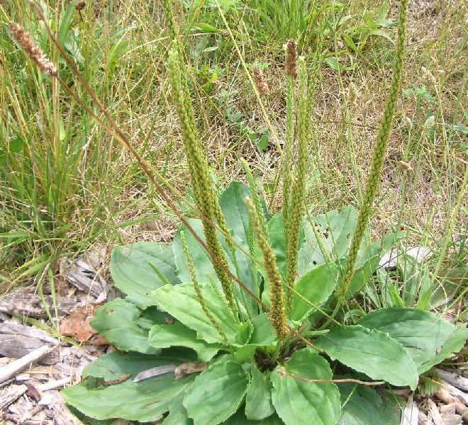 Plantago Temperate Climate Permaculture Permaculture Plants Plantain