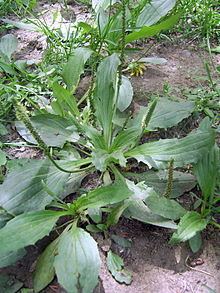 Plantago asiatica httpsuploadwikimediaorgwikipediacommonsthu