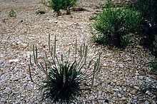Plantago rhodosperma httpsuploadwikimediaorgwikipediacommonsthu