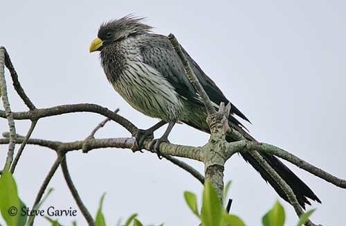 Plantain-eater Western Grey Plantaineater