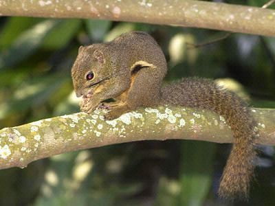 Plantain squirrel Plantain Squirrel Callosciurus notatus