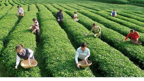 Plantation Experience Chengdu Private TeaMaking Tour of Mengdingshan Tea