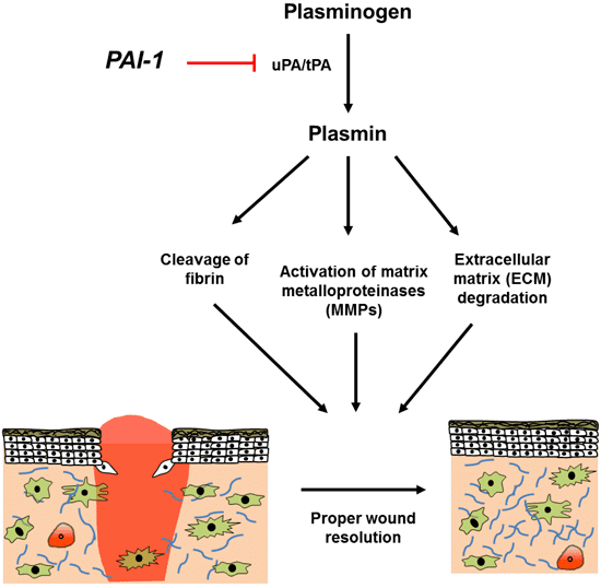 Plasminogen activator inhibitor-1 wwwmdpicom222137593111ag
