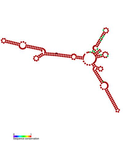 Plasmodium RUF4 RNA