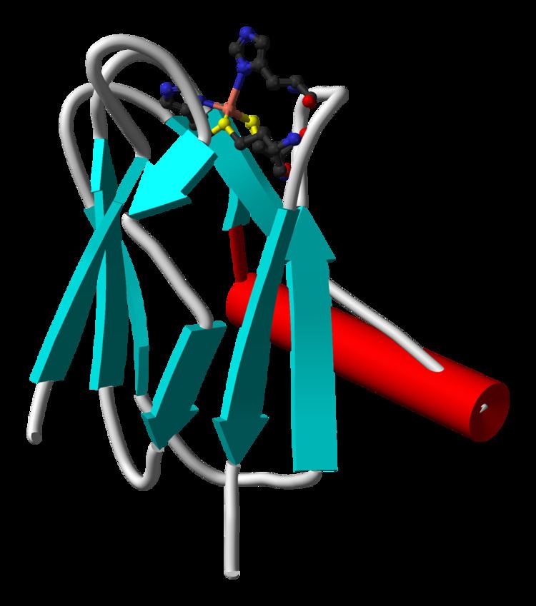 Plastocyanin httpsuploadwikimediaorgwikipediacommons22