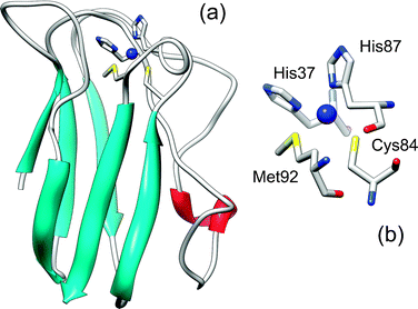 Plastocyanin Coherent dynamics and ultrafast excited state relaxation of blue