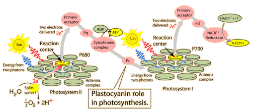 Plastocyanin Plastocyanin