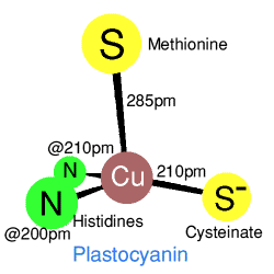 Plastocyanin The blue copper proteins