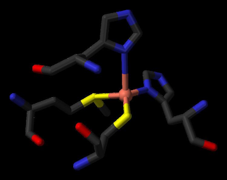 Plastocyanin FilePlastocyaninfrom3BQVCucoordination3DsticksBpng