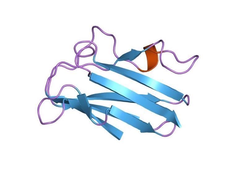 Plastocyanin family of copper-binding proteins