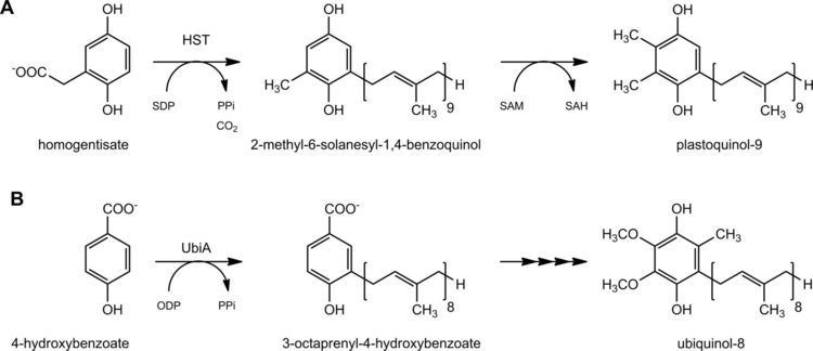 Plastoquinone Plastoquinone9 biosynthesis in cyanobacteria differs from that in