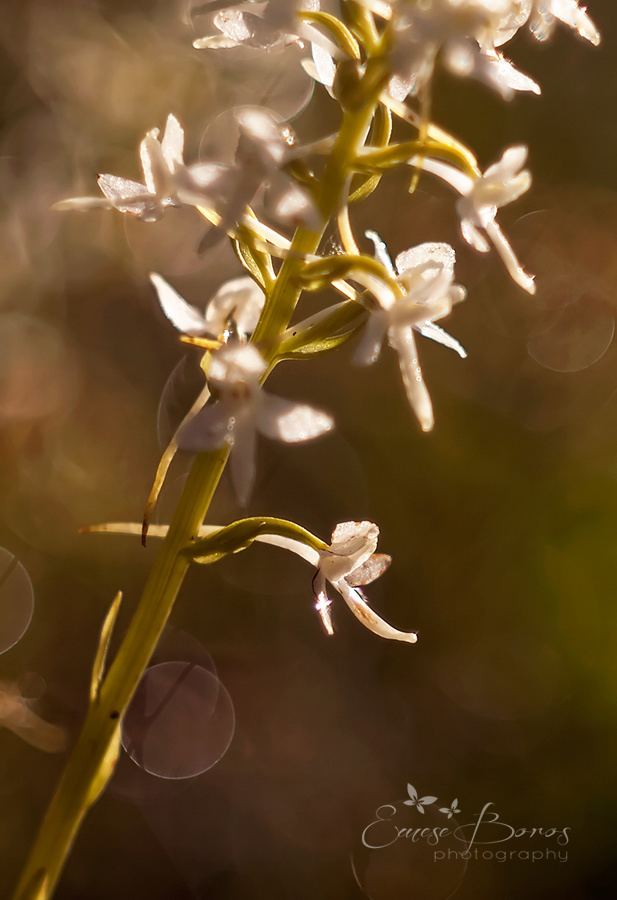Platanthera bifolia Platanthera bifolia orchid Inspiring Nature Photography