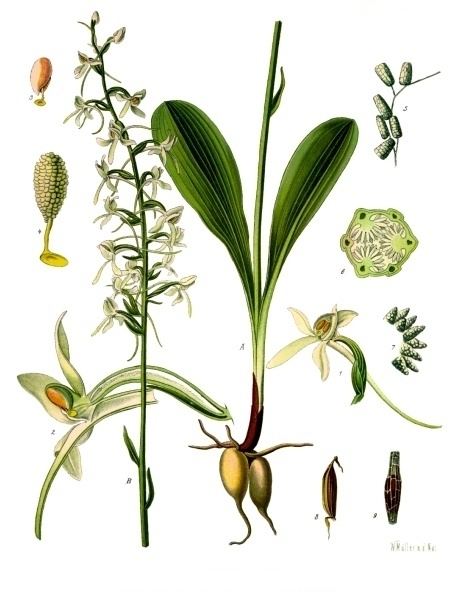 Platanthera bifolia httpsuploadwikimediaorgwikipediacommonscc