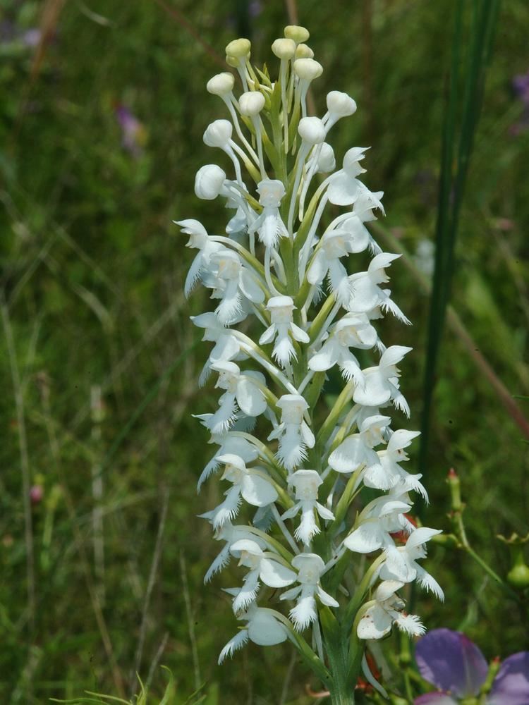 Platanthera blephariglottis Platanthera blephariglottis White Fringed Bog Orchid Go Orchids