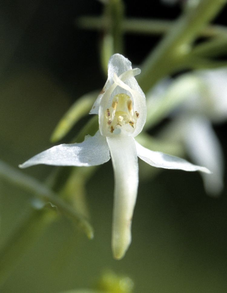 Platanthera chlorantha FilePlatanthera chlorantha flowerpng Wikimedia Commons