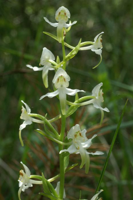 Platanthera chlorantha Platanthera chlorantha orchid Platanthera Suppliers of