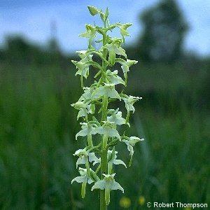 Platanthera chlorantha Platanthera chlorantha Custer Reichb Greater ButterflyOrchid