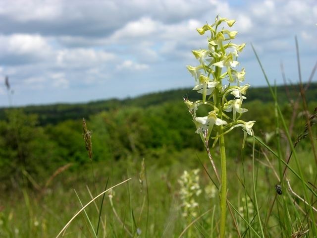 Platanthera chlorantha Greater Butterfly Orchid Platanthera chlorantha Biopix photoimage