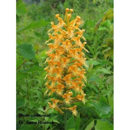 Platanthera ciliaris Platanthera ciliaris Orange fringed orchid04