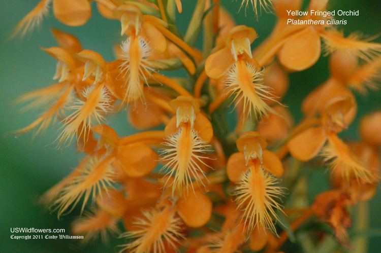 Platanthera ciliaris US Wildflower Yellow Fringed Orchid Orange Fringed Orchid