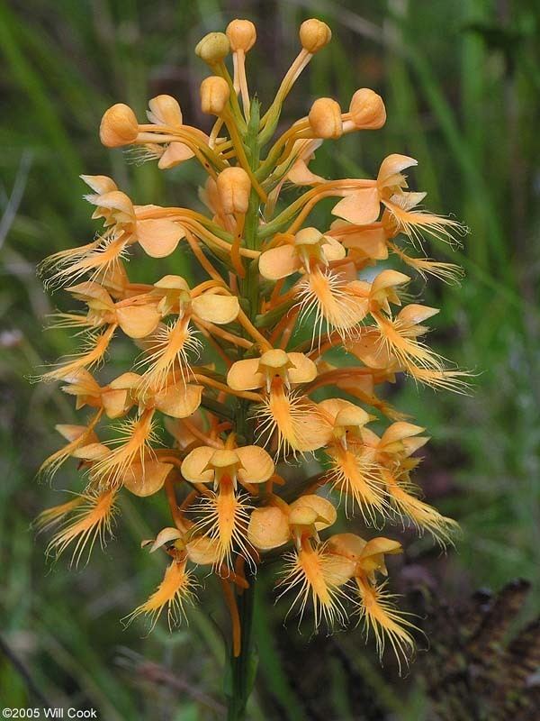 Platanthera ciliaris ciliaris Yellow Fringed Orchid