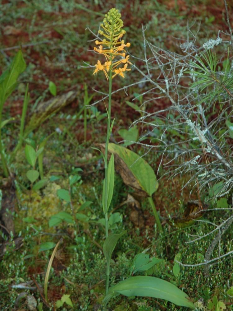 Platanthera ciliaris Platanthera ciliaris Orange Fringed Bog Orchid Go Orchids