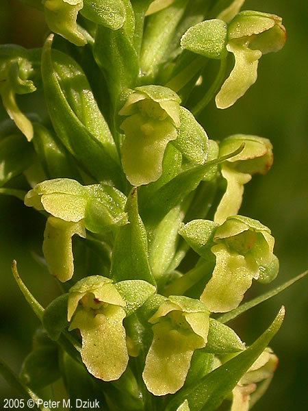 Platanthera flava Platanthera flava var herbiola Tubercled Rein Orchid Minnesota