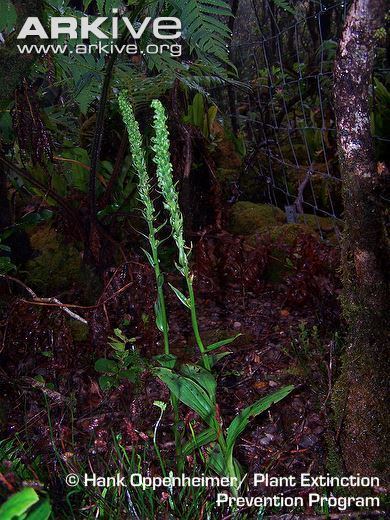 Platanthera holochila Hawaii bog orchid videos photos and facts Platanthera holochila