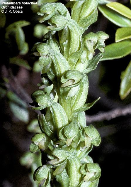 Platanthera holochila Hawaiian Native Plants UH Botany