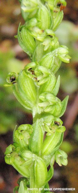 Platanthera holochila Hawaiian Fringed Orchid Orchid Hawaii