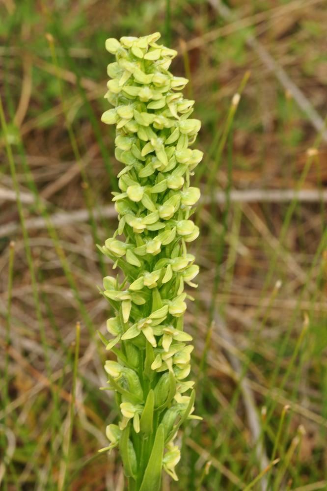 Platanthera huronensis Platanthera huronensis Lake Huron Green Bog Orchid Tall Green Bog